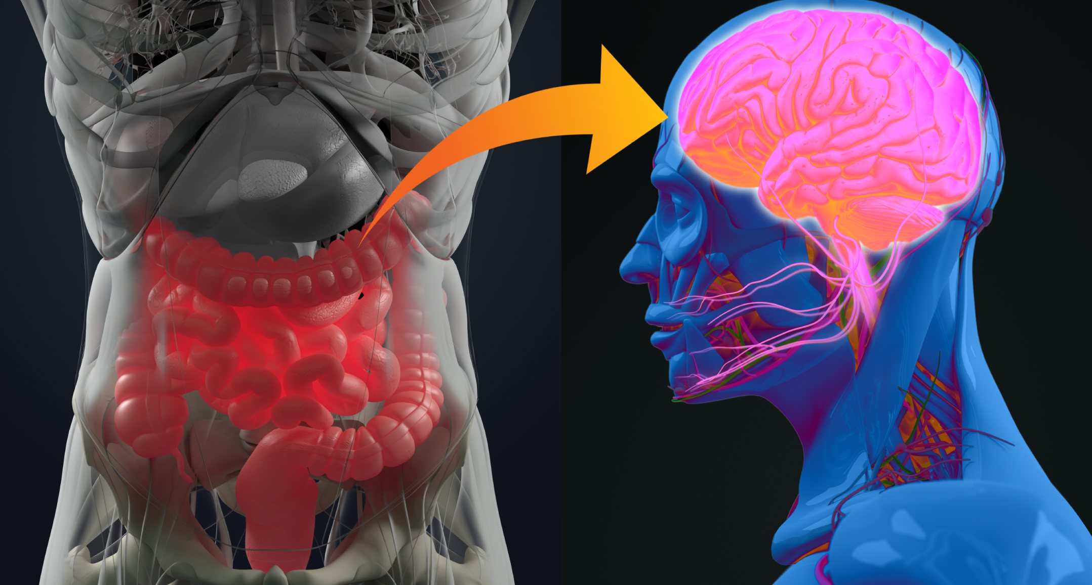 Microbiota i dolor