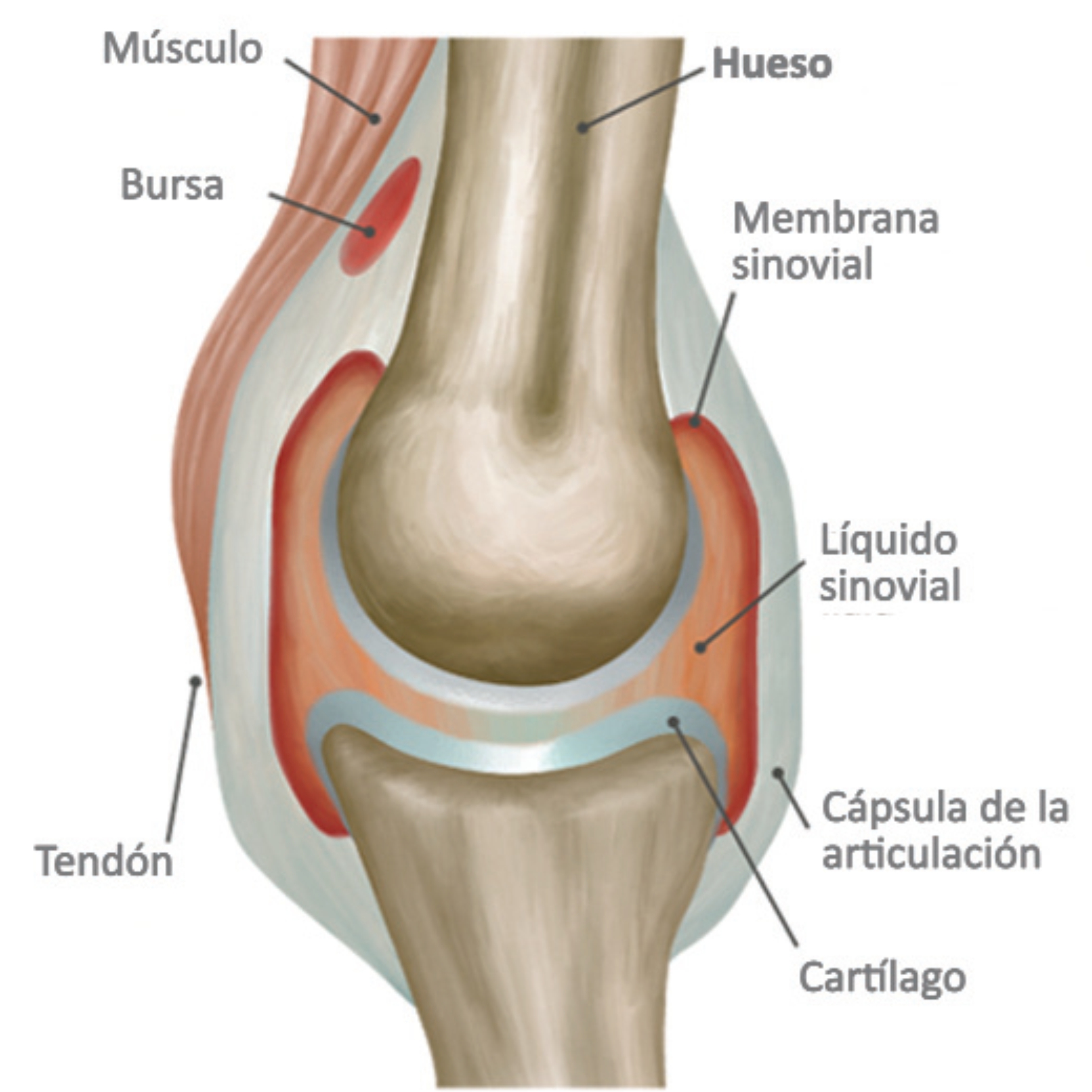 Parts articulació